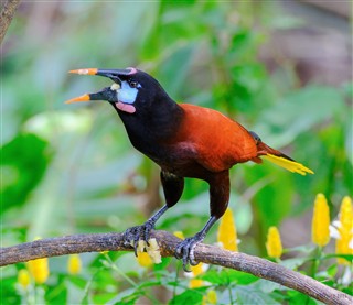 Costa Rica 2025 - FAUNA